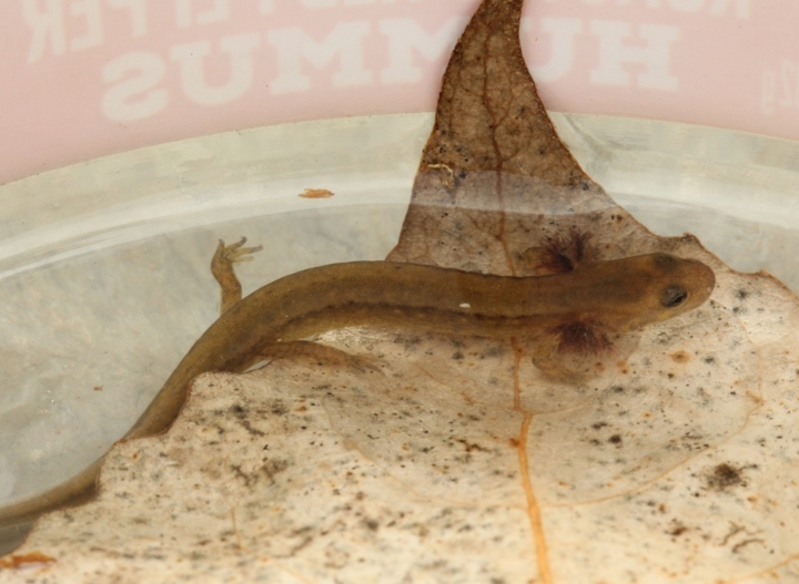  Two-lined Salamander